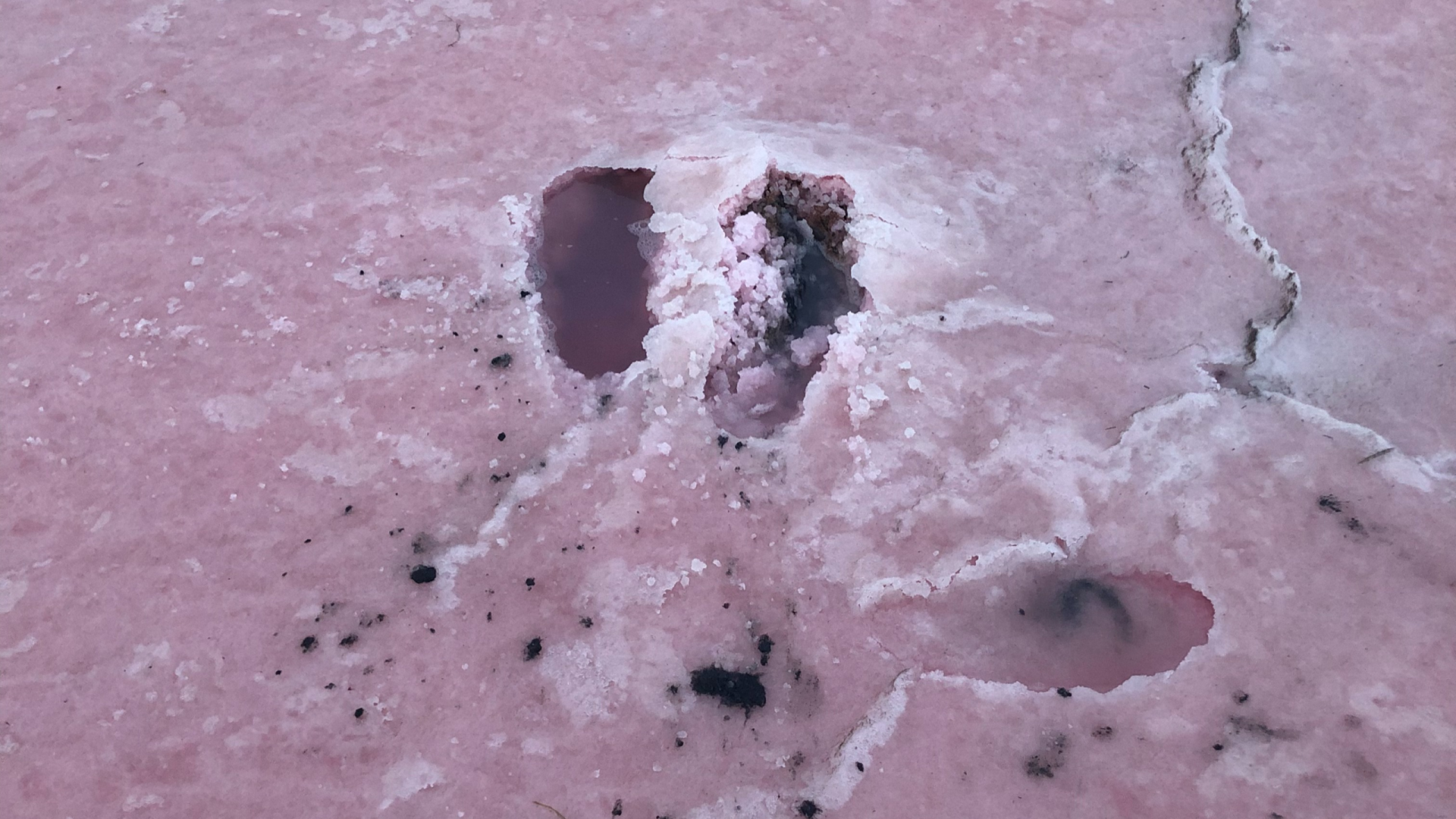 Image of a pink salt crusted surface, with footstep impressions in the surface and cracks and fissures running through the surface.